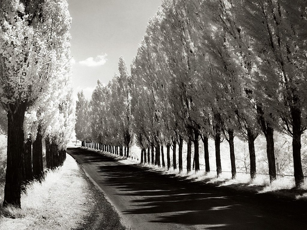 Lombardy Poplars, New York Near Geneva